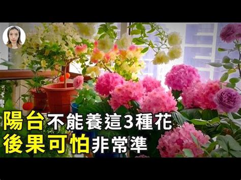 陽台種玫瑰|陽台可以種玫瑰花嗎？在陽台上種植玫瑰花的指南 